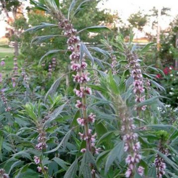 Насіння пустирника серцевого (GL Seeds)