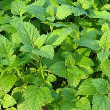 Насіння м'яти лікарської Satimex (Німеччина)
