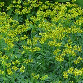 Насіння Рути запашної (GL Seeds)