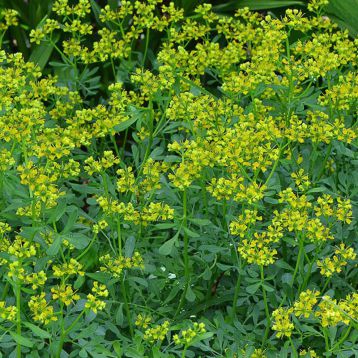 Насіння Рути запашної (GL Seeds)