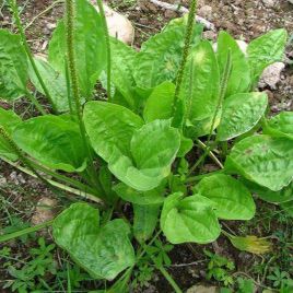 Насіння подорожника Великий (GL Seeds)