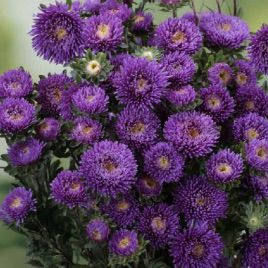 Айстра Арлекін фіолетова (Purple)