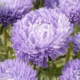 Астра Леди Коралл голубая (Blue)