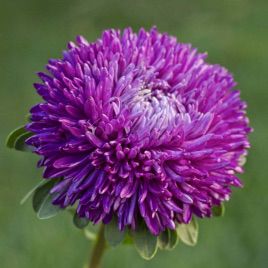 Астра Балун фиолетовая (Purple)