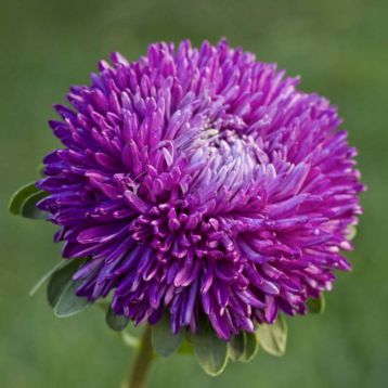 Астра Балун фиолетовая (Purple)