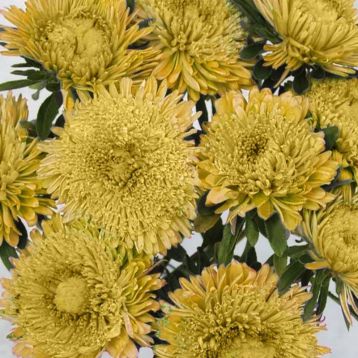 Астра Шанхайская роза желтая (Yellow)