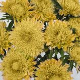 Айстра Шанхайська троянда жовта (Yellow)