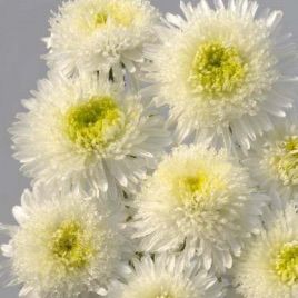 Астра Шанхайская роза белая (White)