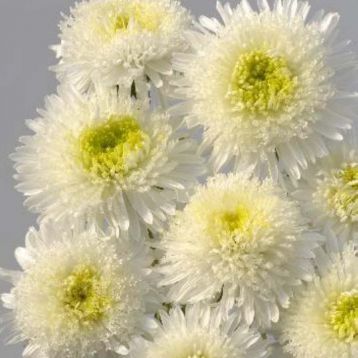 Айстра Шанхайська троянда біла (White)