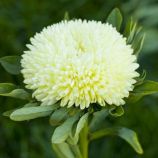 Айстра Балун жовта (Yellow)