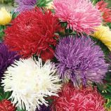 Айстра Дрегон суміш (Mix)