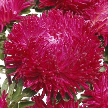 Астра Балун красная (Red)