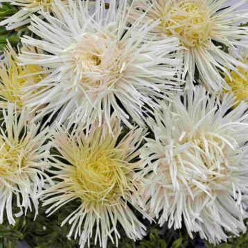 Астра Валькирия белая (White)