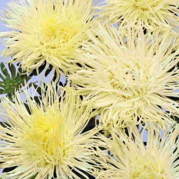 Астра Валькирия желтая