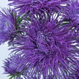 Айстра Валькірія синя