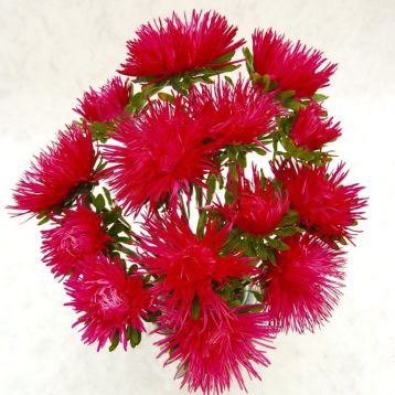 Астра Валькирия скарлет