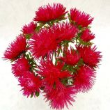 Астра Валькирия скарлет