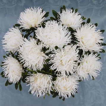 Астра Дрегон белая (White)