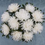 Айстра Дрегон біла (White)