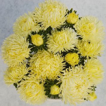 Астра Дрегон желтая (Yellow)