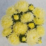 Айстра Дрегон жовта (Yellow)