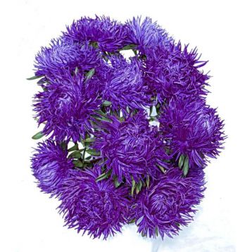 Астра Дрегон темно-синяя