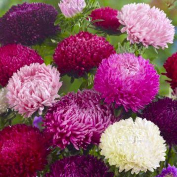 Астра Сиринга смесь (Mix)