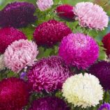 Астра Сиринга смесь (Mix)