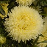 Астра Леди Коралл желтая (Yellow)