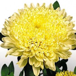 Астра Матадор желтая (Yellow)