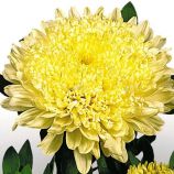 Астра Матадор желтая (Yellow)