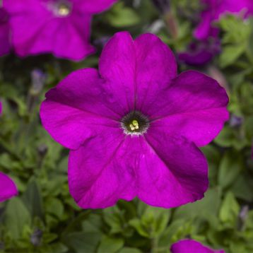Петуния Шторм фиолетовая (purple)