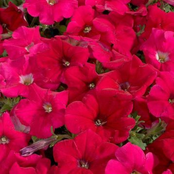 Петуния Селебрети розовое пикоте