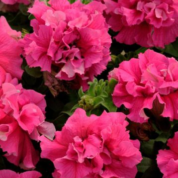 Петуния Каскад малиновая