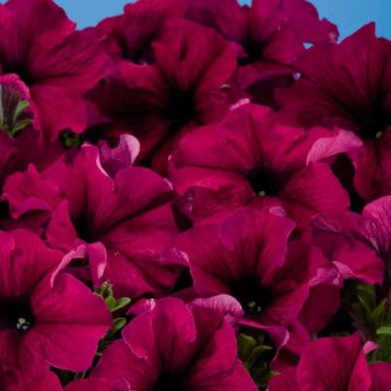 Петуния Аладдин бургунди
