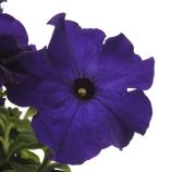  Петунія Дрімс синя (blue)