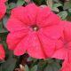Петуния Дримс красная (red)
