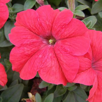 Петуния Дримс красная (red)