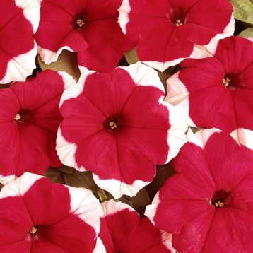 Петуния Дримс красное пикоте