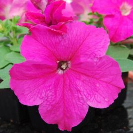 Петунія Лімбо рожева (pink)
