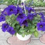 Петуния Суперкаскад синяя (blue)