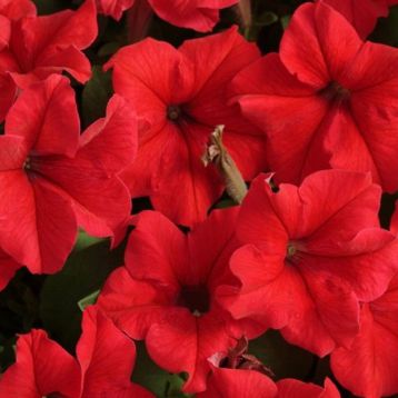 Петуния Суперкаскад красная (red)