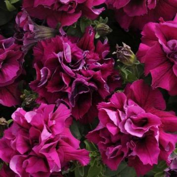 Петуния Дуо бургунди