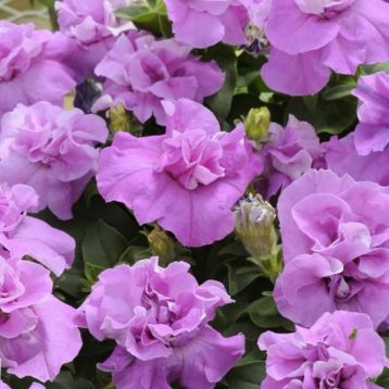 Петуния Дуо лавандовая