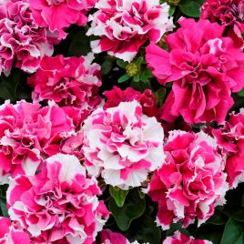 Петуния Дуо розово-белая