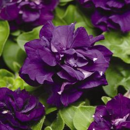 Петуния Дуо синяя (blue)