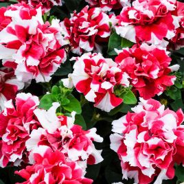 Петуния Дуо красно-белая
