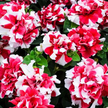 Петуния Дуо красно-белая