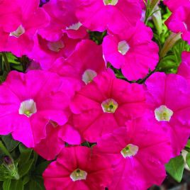 Петунія Пікобелла рожева (pink)