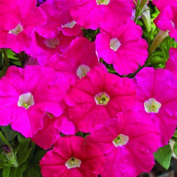 Петунія Пікобелла рожева (pink)